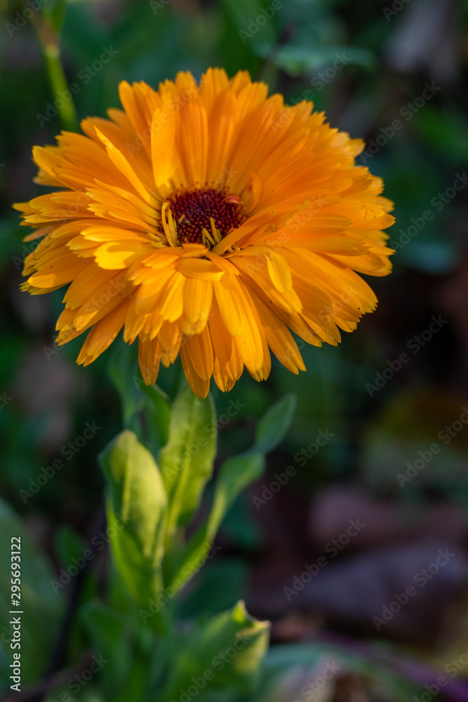 Yellow flower Yellow flower