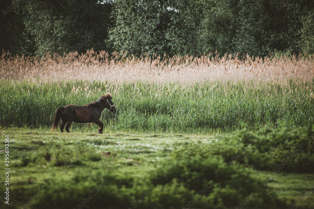 Naklejka premium Horse in the forest