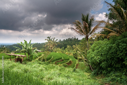 Ricefields in the neighbourhood of Tabanan  Bali  IDN