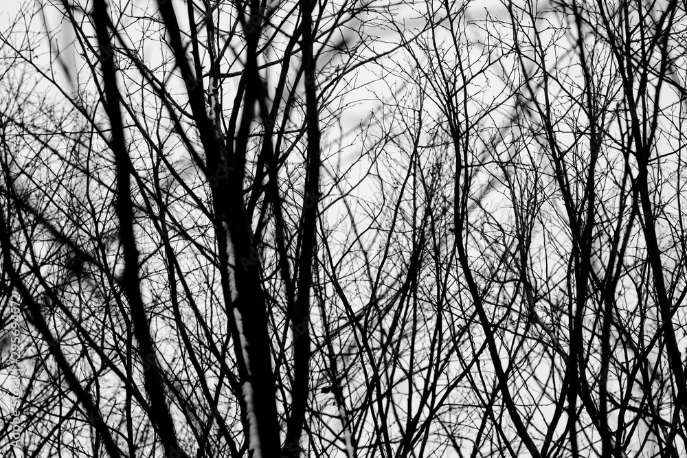 Bare scary branches of autumn-winter trees. Graphic black and white background Bare scary branches of autumn-winter trees. Graphic black and white background