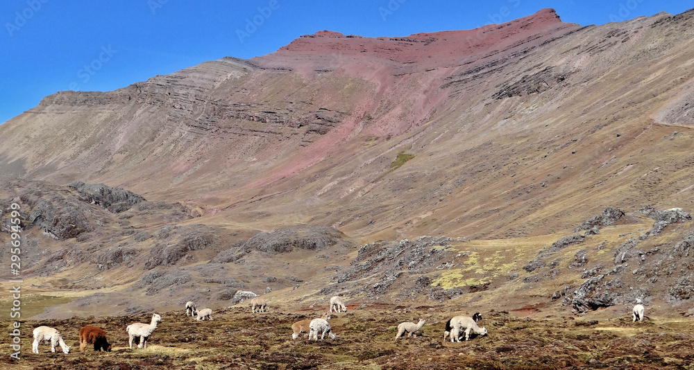 Trekkind dans le Nevado Ausangate, montagne de la cordillère de Vilcanota dans les Andes, au Pérou