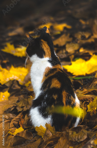 Calico cat merges with autumn leaves vertical photo