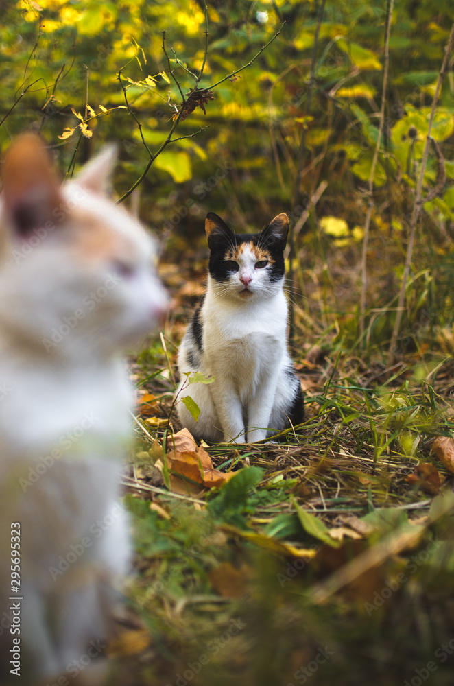 Calico cat in the background in the autumn grass