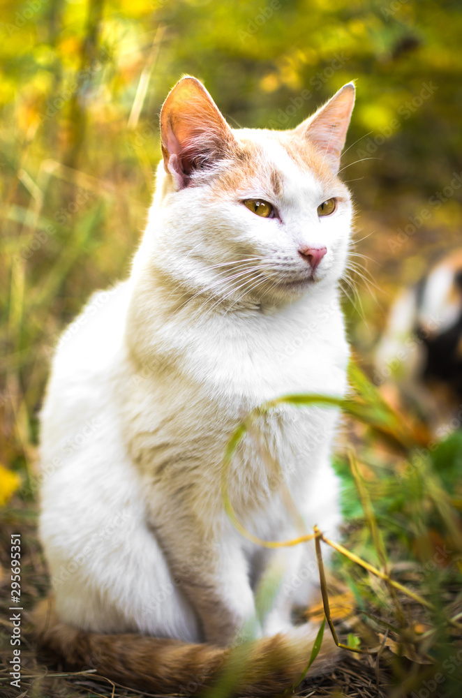 Fototapeta premium White cat full growth in bright grass