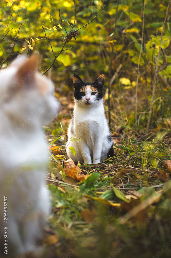 Calico cat in the background in the autumn grass Calico cat in the background in the autumn grass