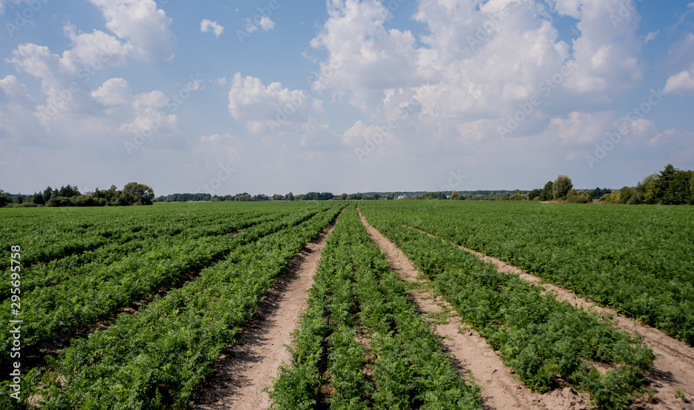 Long field and rows of carrots. Blue summer sky.