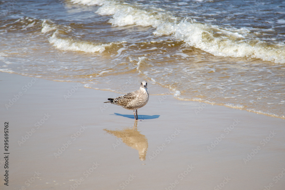 Many seagulls on the beach at the Baltic Sea search for food Many seagulls on the beach at the Baltic Sea search for food