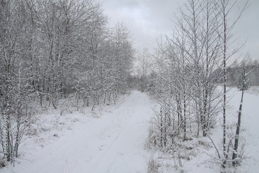 Obraz premium Beautiful winter landscape in the forest. Road outside the city and snowfall. Snowdrifts in the park and uncleaned street. Christmas and New Year background