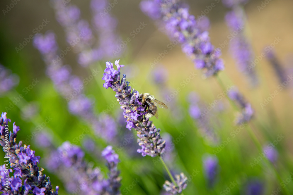 a bumblebee with lots of pollen on its back sits on a lavender and collects a bumblebee with lots of pollen on its back sits on a lavender and collects