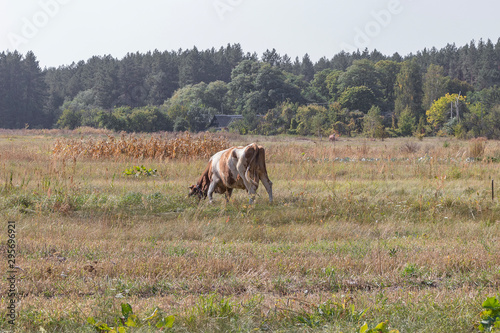 A cow grazes in the meadow