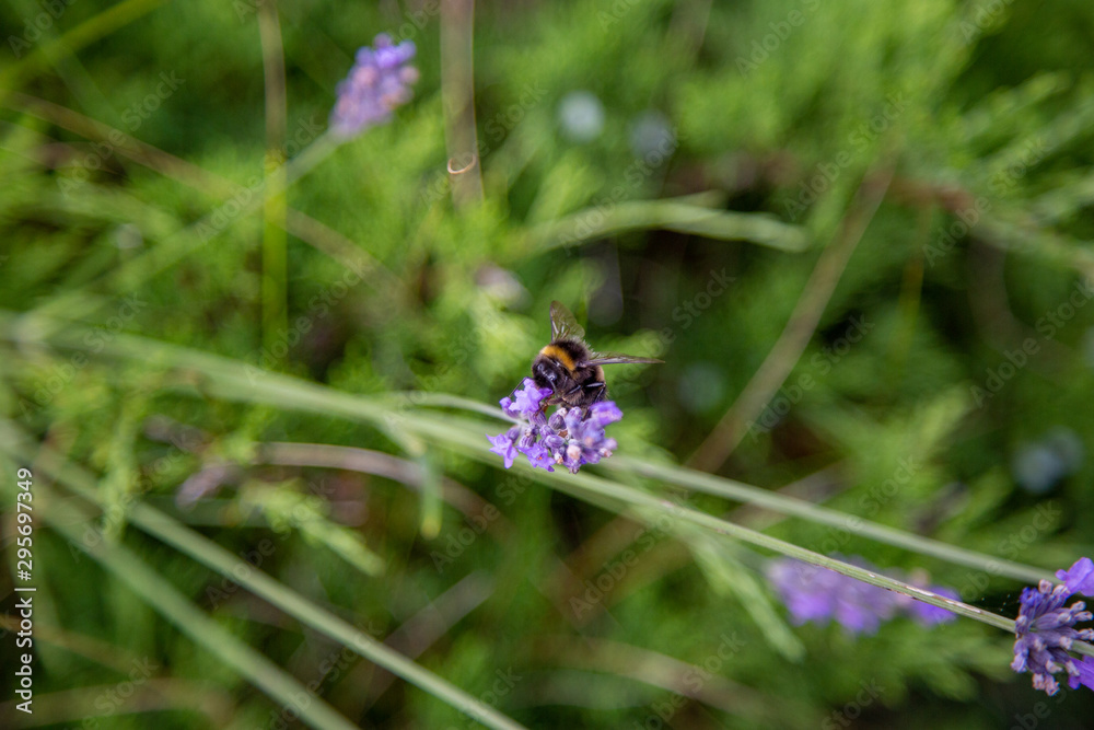 a bumblebee with lots of pollen on its back sits on a lavender and collects a bumblebee with lots of pollen on its back sits on a lavender and collects