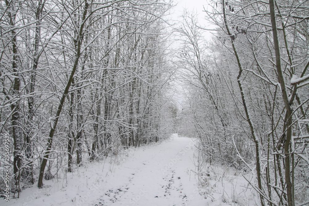 Beautiful winter landscape in the forest. Road outside the city and snowfall. Snowdrifts in the park and uncleaned street. Christmas and New Year background Beautiful winter landscape in the forest. Road outside the city and snowfall. Snowdrifts in the park and uncleaned street. Christmas and New Year background
