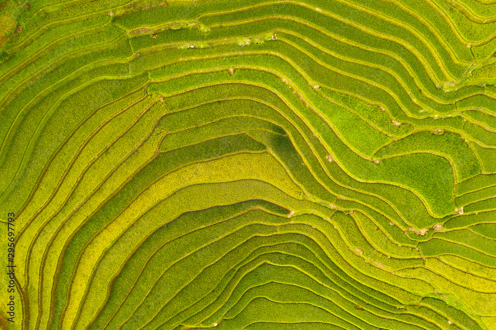 Aerial top view of paddy rice terraces, green agricultural fields in ...