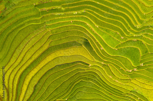 Fototapeta Aerial top view of paddy rice terraces, green agricultural fields in countryside or rural area of Mu Cang Chai, Yen Bai, mountain hills valley at sunset in Asia, Vietnam