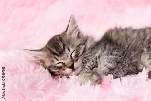 A small kitten sleeping. Gray kitty on a pink blanket. The concept of warmth and comfort.
