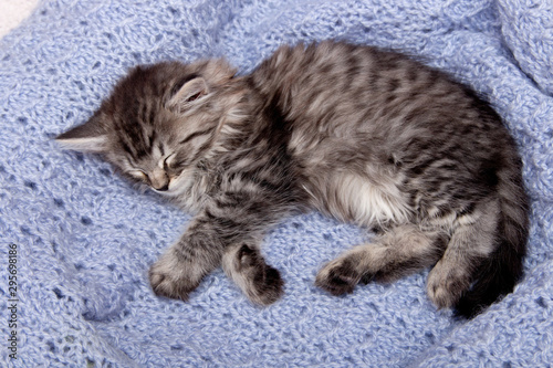 A small kitten sleeping. Gray kitty on a blue sweater. The concept of warmth and comfort.