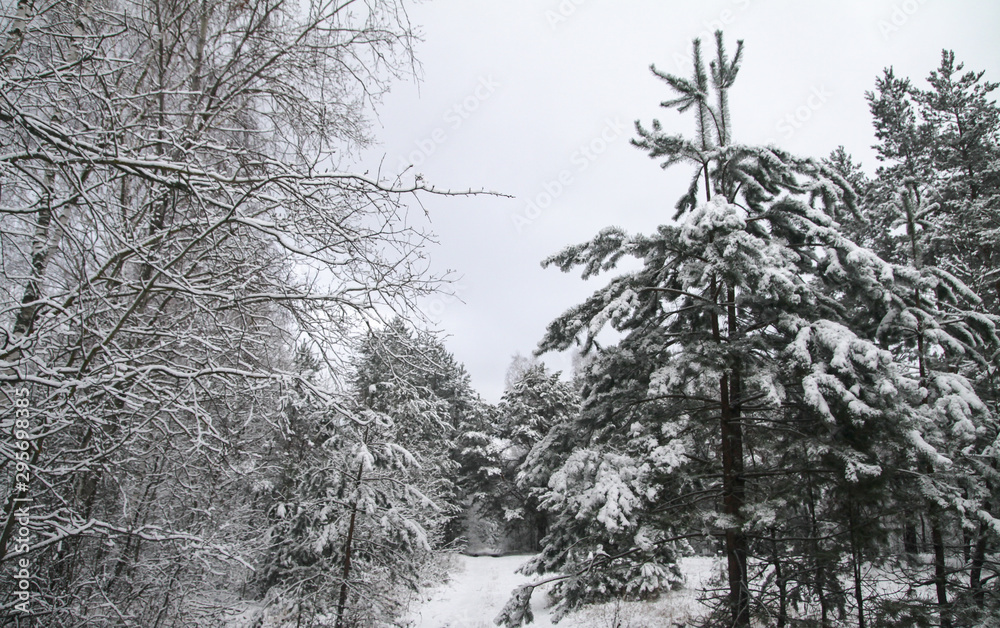 Beautiful winter landscape in a snowy forest. Beautiful Christmas trees in a snowdrift and snowflakes. Stock photo for new year Beautiful winter landscape in a snowy forest. Beautiful Christmas trees in a snowdrift and snowflakes. Stock photo for new year