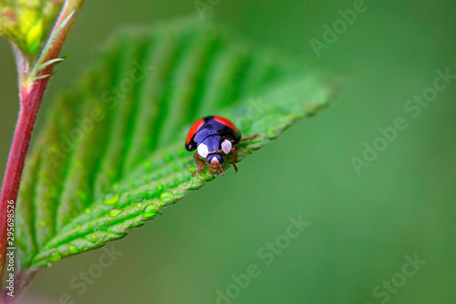 Lady beetles on plant leaves