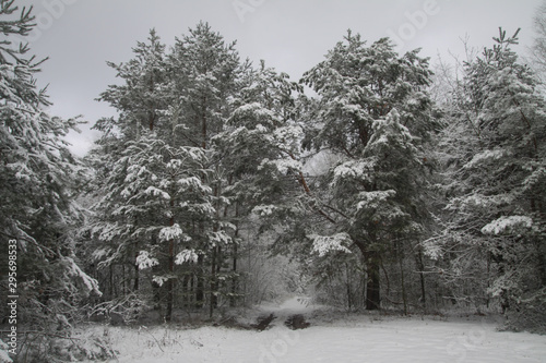 Beautiful winter landscape in a snowy forest. Beautiful Christmas trees in a snowdrift and snowflakes. Stock photo for new year