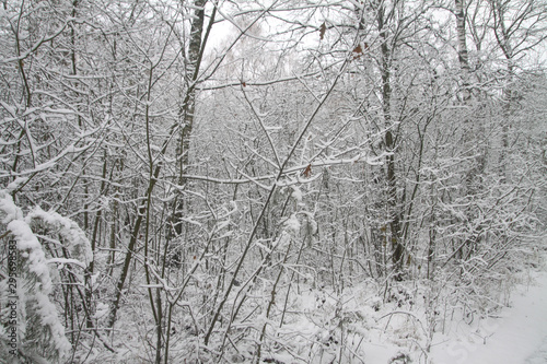 Beautiful tree branches in the snow. Winter composition in nature in snowdrifts. Christmas and New Year background.