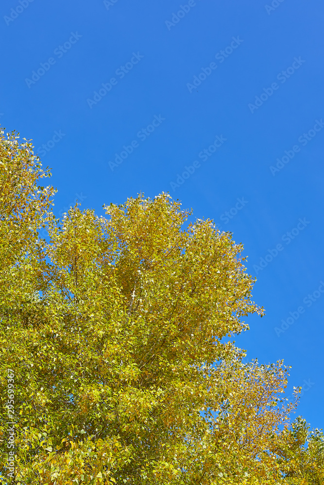 Autumn scenery with green and yellow foliage in the forest on the backgroud of blue sky.