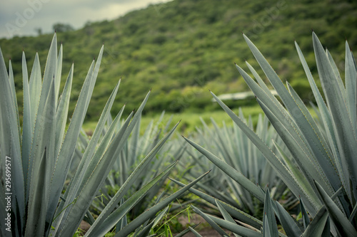 Agave