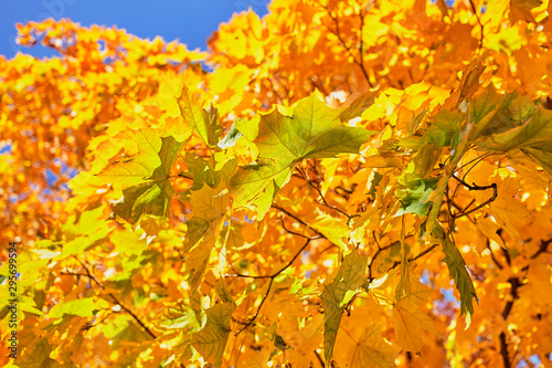 Autumn golden tree with a maple bright foliage.