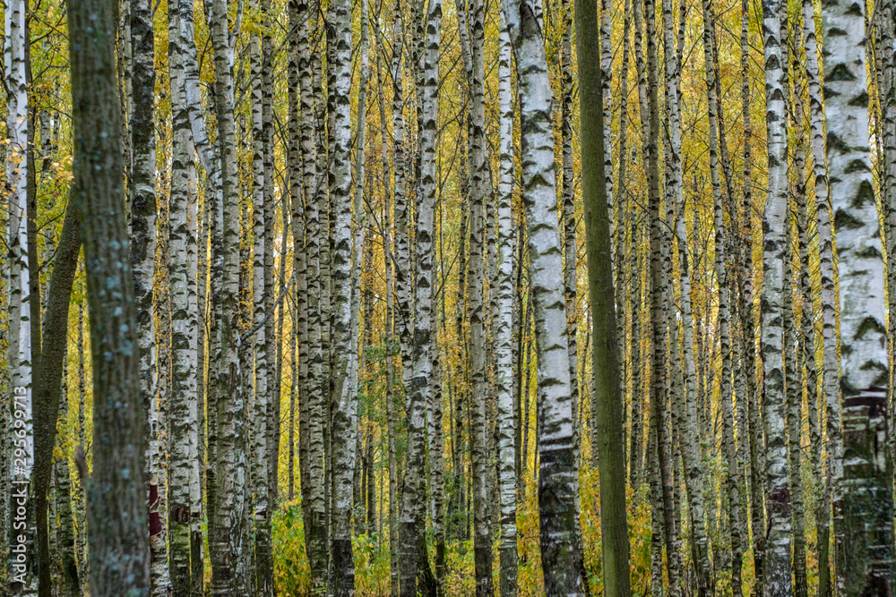 Autumn has come, autumn is here. Yellow, crimson and colorful leaves on the branches of trees and shrubs. Birch trees in the park. Day, overcast, windy. Autumn has come, autumn is here. Yellow, crimson and colorful leaves on the branches of trees and shrubs. Birch trees in the park. Day, overcast, windy.