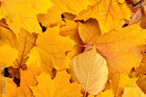 Background of colored wet autumnal maple leaves in the forest.