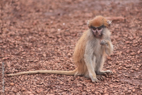 african makaka photo