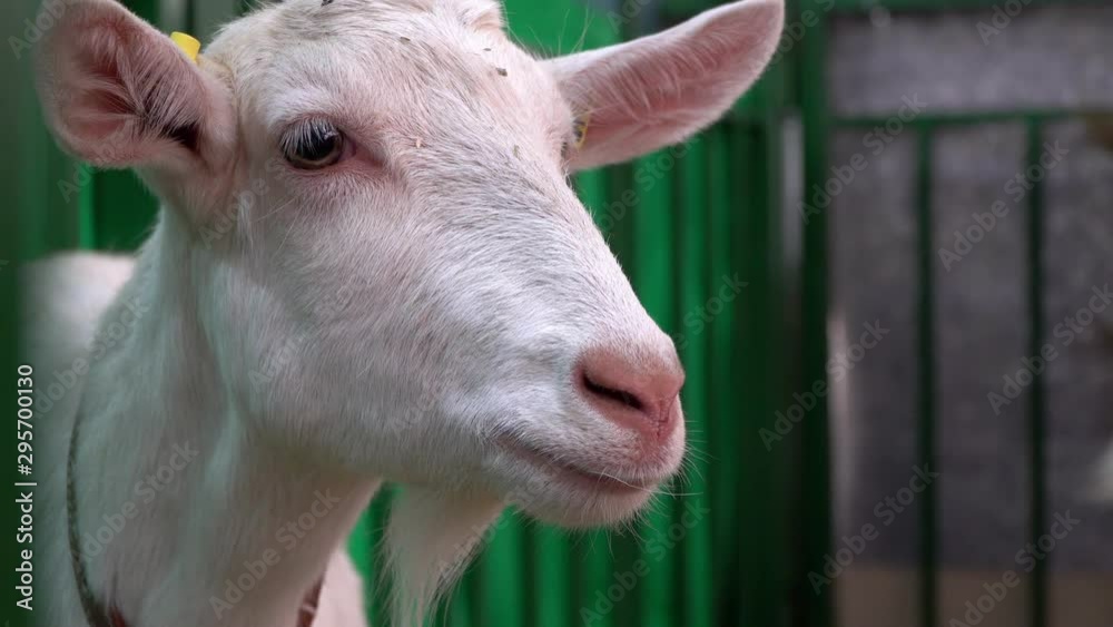 The goat chews , posing and meditating closeup The goat chews , posing and meditating closeup