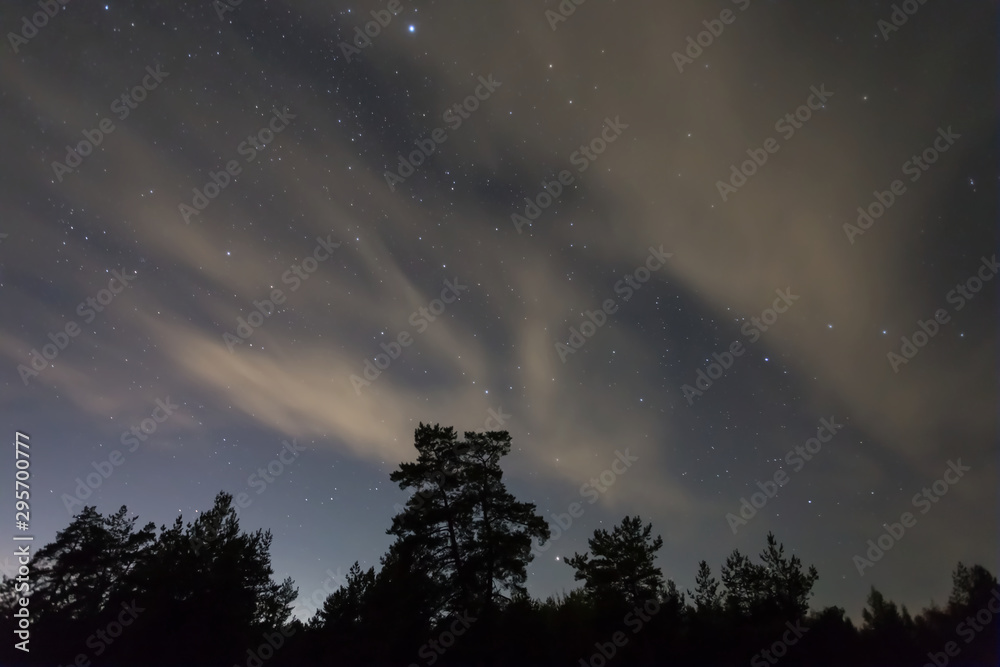 Fototapeta premium night outdoor scene, starry sky above the pine forest silhouette