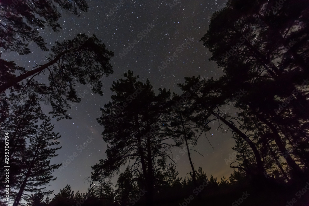 night outdoor scene, starry sky above the pine forest silhouette
