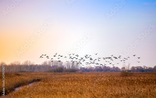 Flock of birds flying in rich sky over East Anglian fens taken December 2014 photo