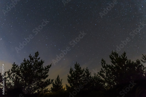 night outdoor scene, starry sky above the pine forest silhouette