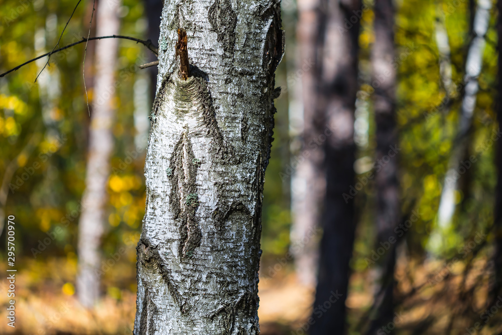 closeup birch tree branch in a forest, natural background