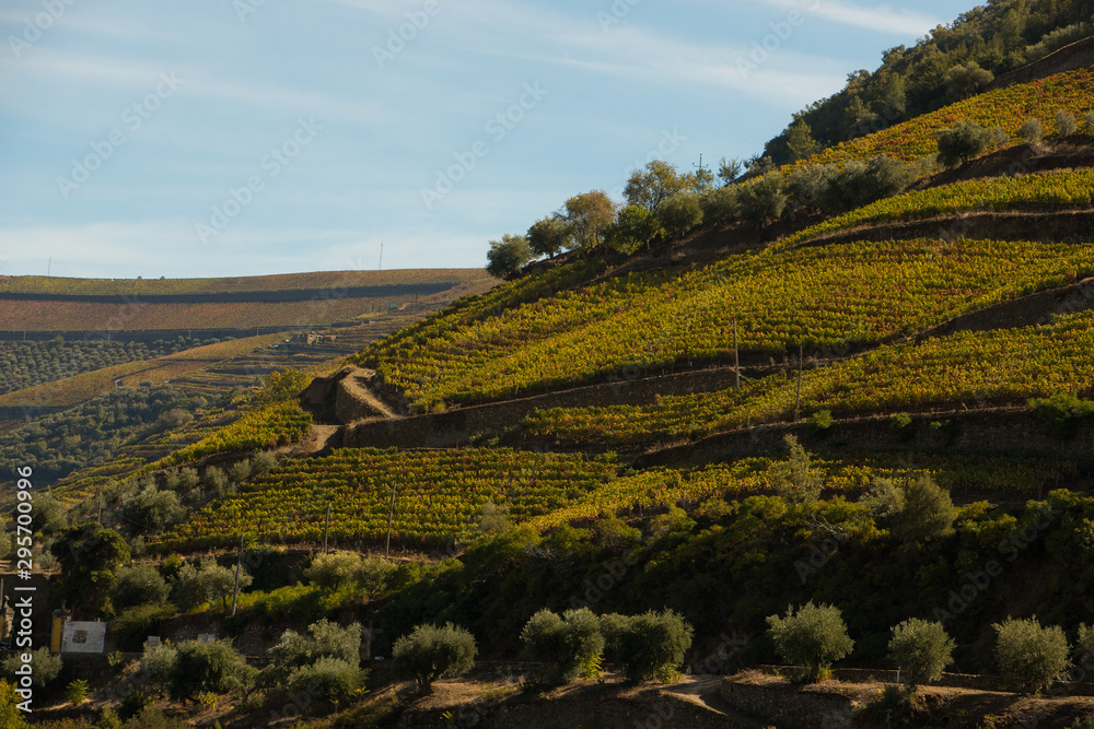Vineyards during harvest season (vindima) in Douro region
