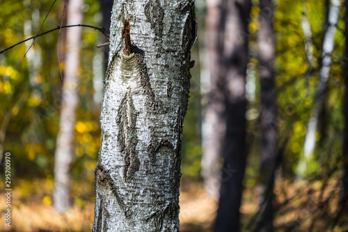 Fototapeta Naklejka Na Ścianę i Meble -  closeup birch tree branch in a forest, natural background