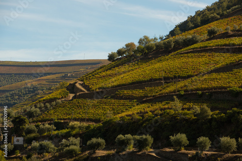 Vineyards during harvest season  vindima  in Douro region