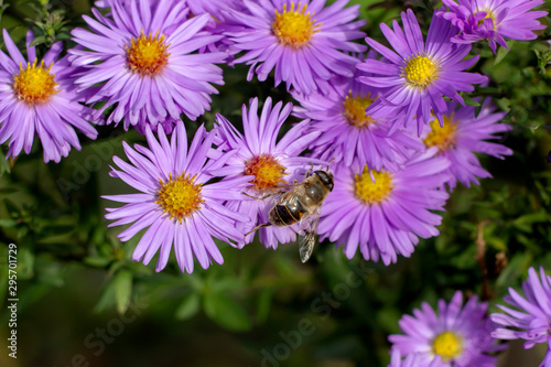 Bees pollinate colorful autumn asters.