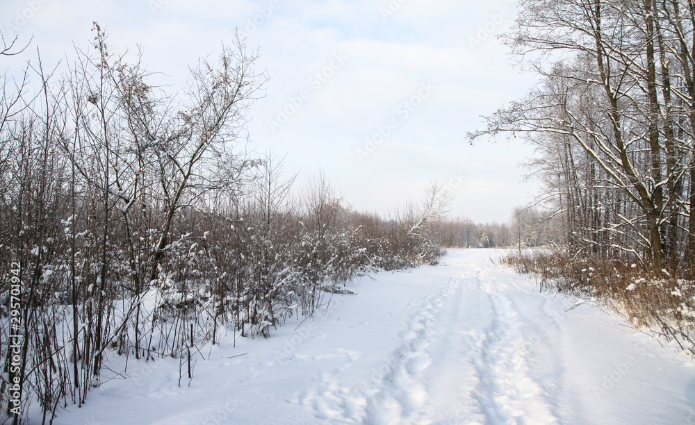 Beautiful winter landscape in the forest. Road outside the city and snowfall. Snowdrifts in the park and uncleaned street. Christmas and New Year background Beautiful winter landscape in the forest. Road outside the city and snowfall. Snowdrifts in the park and uncleaned street. Christmas and New Year background