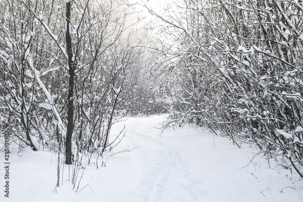 Beautiful winter landscape on a background of trees and forest. Christmas and New Year mood. Snowfall and the view as in a fairy tale