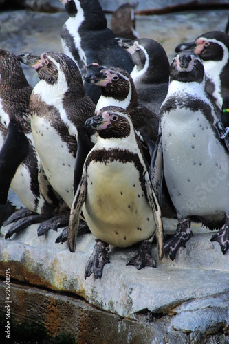 Pinguin - Pinguine in der Gruppe - Schwarz weiß Frack