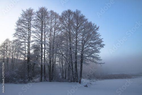 Beautiful winter landscape with snowy trees in the forest. The rays of the sun at sunset or in the morning. Christmas and New Year theme