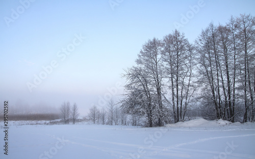 Beautiful winter landscape with snowy trees in the forest. The rays of the sun at sunset or in the morning. Christmas and New Year theme
