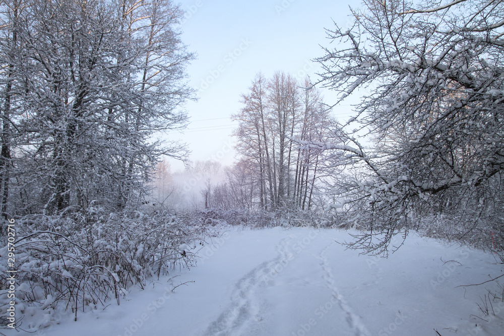 Beautiful winter landscape with snowy trees in the forest. The rays of the sun at sunset or in the morning. Christmas and New Year theme Beautiful winter landscape with snowy trees in the forest. The rays of the sun at sunset or in the morning. Christmas and New Year theme