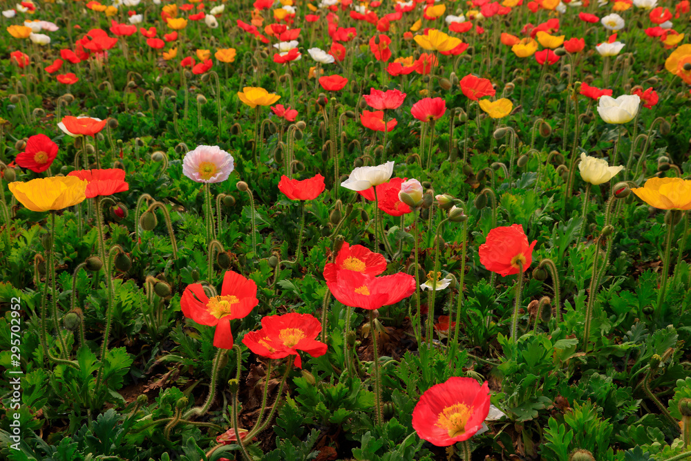 Obraz premium Corn poppy flowers
