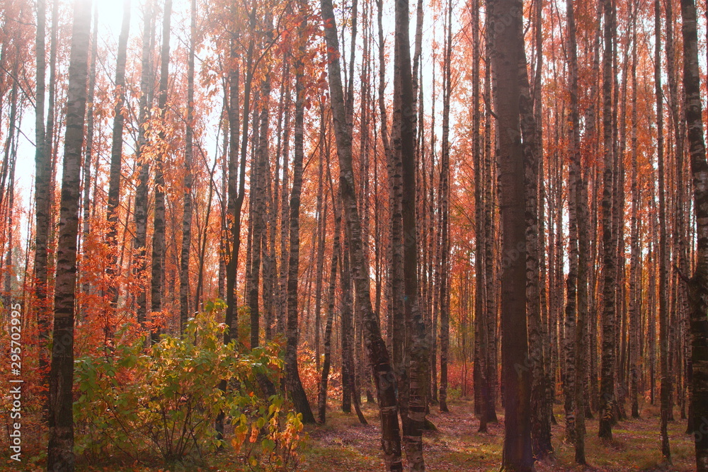 Image of autumn orange forest of white birches Image of autumn orange forest of white birches