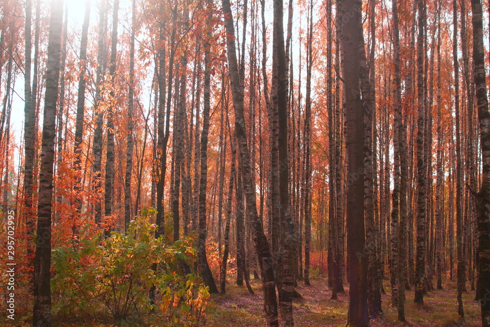 Image of autumn orange forest of white birches