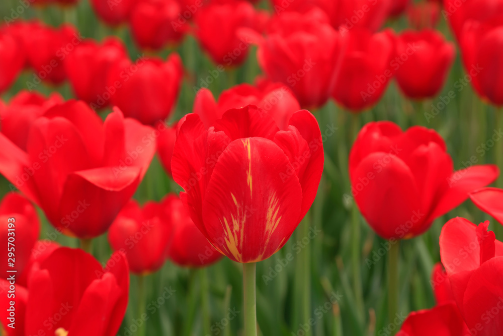 Tulips flowers in the garden Tulips flowers in the garden